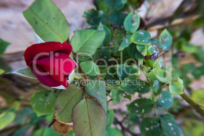 Red rose flower bud in front of a stone wall.