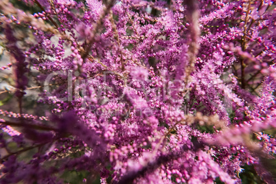 The pink Tamarisk or Tamarix.