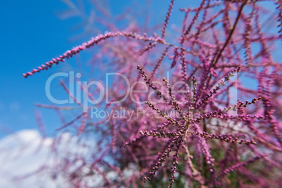 Tamarisk or Tamarix with blue sky in the background.