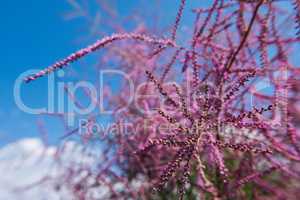Tamarisk or Tamarix with blue sky in the background.
