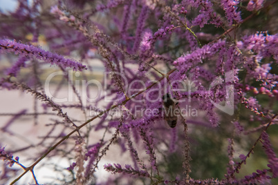 A bee in a pink Tamarisk or Tamarix.