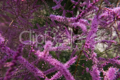 Beautiful pink Tamarisk or Tamarix.