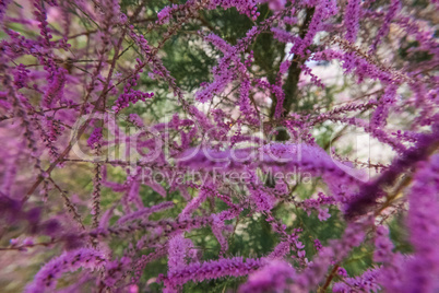 Beautiful wild pink Tamarisk or Tamarix.