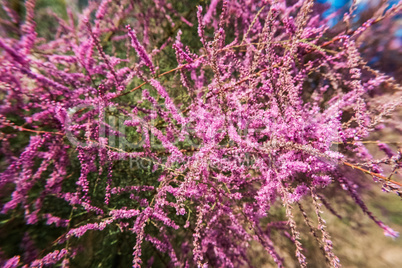 Wallpaper of a pink Tamarisk or Tamarix.