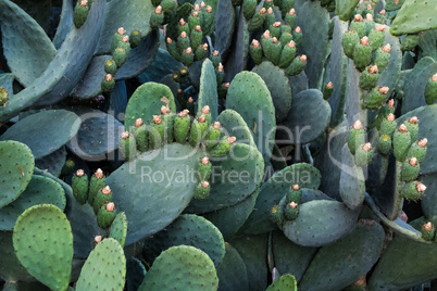 Green pads on a prickly pear cactus with fruits.