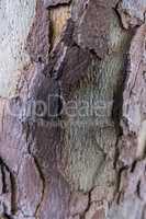 Tree bark detail view.