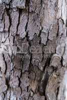 Cracked bark of a tree.