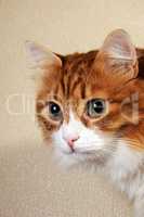 Portrait of a red cat close-up