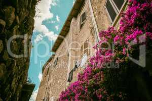 Low angle view of bougainvillea flower in front of an ancient ho