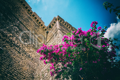 Bougainvillea flower near ancient castle stone wall with blue sk