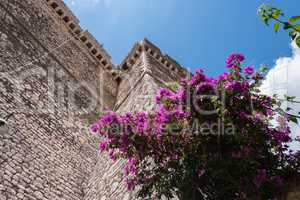 Bougainvillea flower near medieval castle stone wall with blue s
