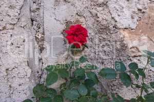 Red rose flower with a concrete wall on the background.