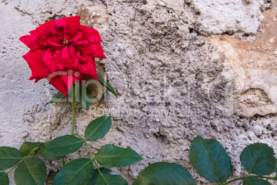 Concrete wall on the background of a red rose flower.