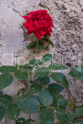 Vertical image of a red rose flower.
