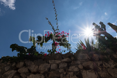Shinny sun over plants, flowers and an ancient stone wall.