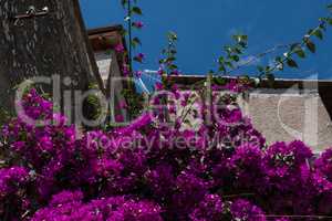 Low angle view of bougainvillea flower in a historical village.