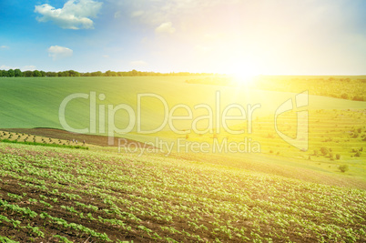 Green field and blue sky with light clouds. Above the horizon is