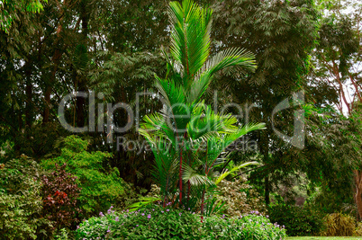 Tropical park with beautiful trees and flowers.