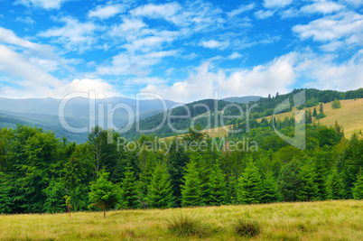 Slopes of mountains, coniferous trees and clouds in the sky. Pic