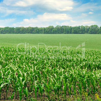 Green field with corn. Blue cloudy sky.