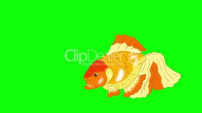 Goldfish Floating in Aquarium Chroma Key
