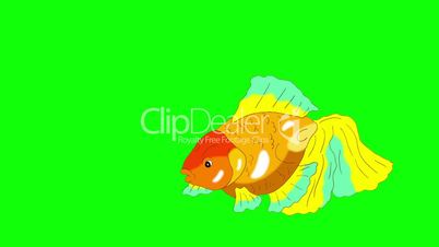 Multicolored Goldfish Floating in Aquarium Chroma Key