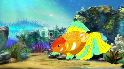 Multicolored Goldfish Floating in Aquarium