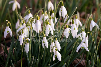 Blooming snowdrops in spring
