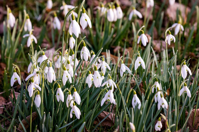 Blooming snowdrops in spring