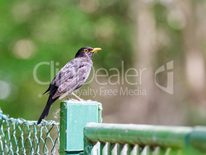 Blackbird is sitting on the fence