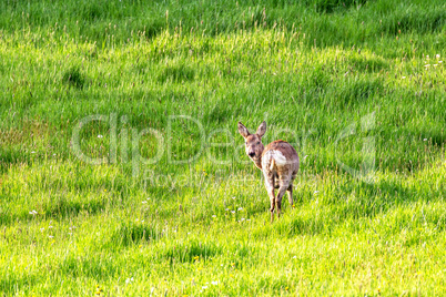 Deer in the meadow with camera view