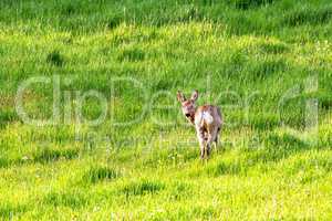 Deer in the meadow with camera view