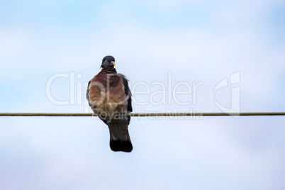 Pigeon sits on power line