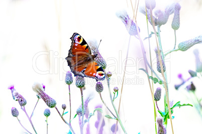 Butterfly is sitting on the flower