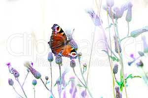 Butterfly is sitting on the flower