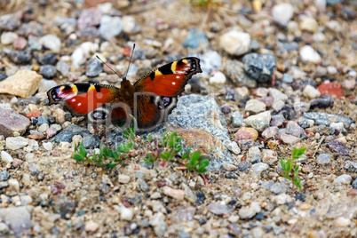 Butterfly on stony ground