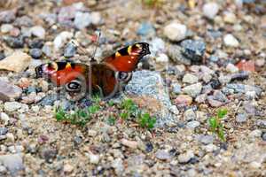 Butterfly on stony ground