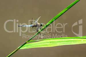 Sitting brown dragonfly