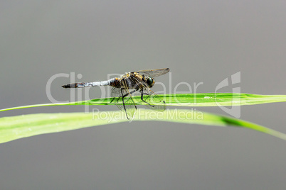 Sitting brown dragonfly