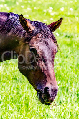 Portrait of a horse