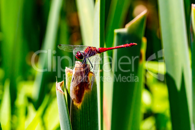 Sitting brown dragonfly