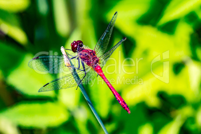 Sitting brown dragonfly