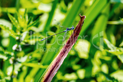 Sitting brown dragonfly