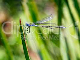 Dragonfly hangs on the blade of grass