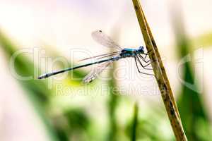 Dragonfly hangs on the blade of grass