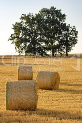 Straw bales on the field