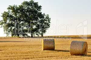 Straw bales on the field