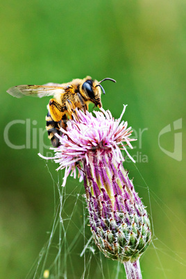 Bee on blooming flower