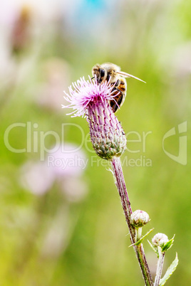 Bee on blooming flower