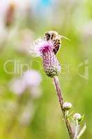 Bee on blooming flower